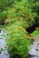 Papirus. CYPERUS alternifolius. Madagascar. Cyperaceae. 1m